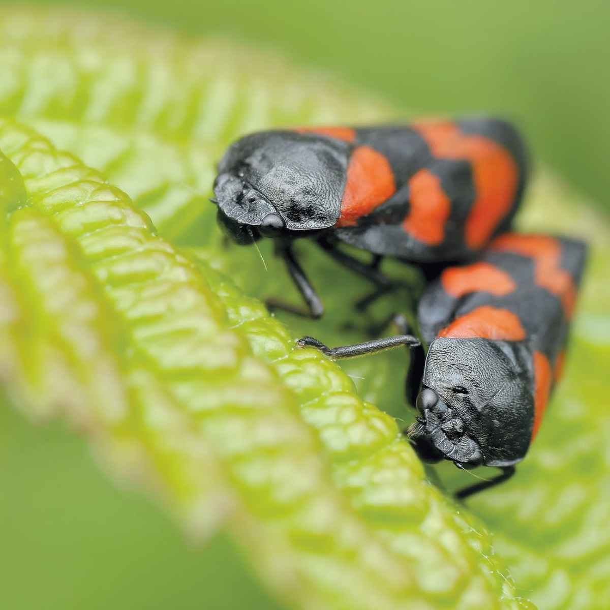 Fun with Bugs