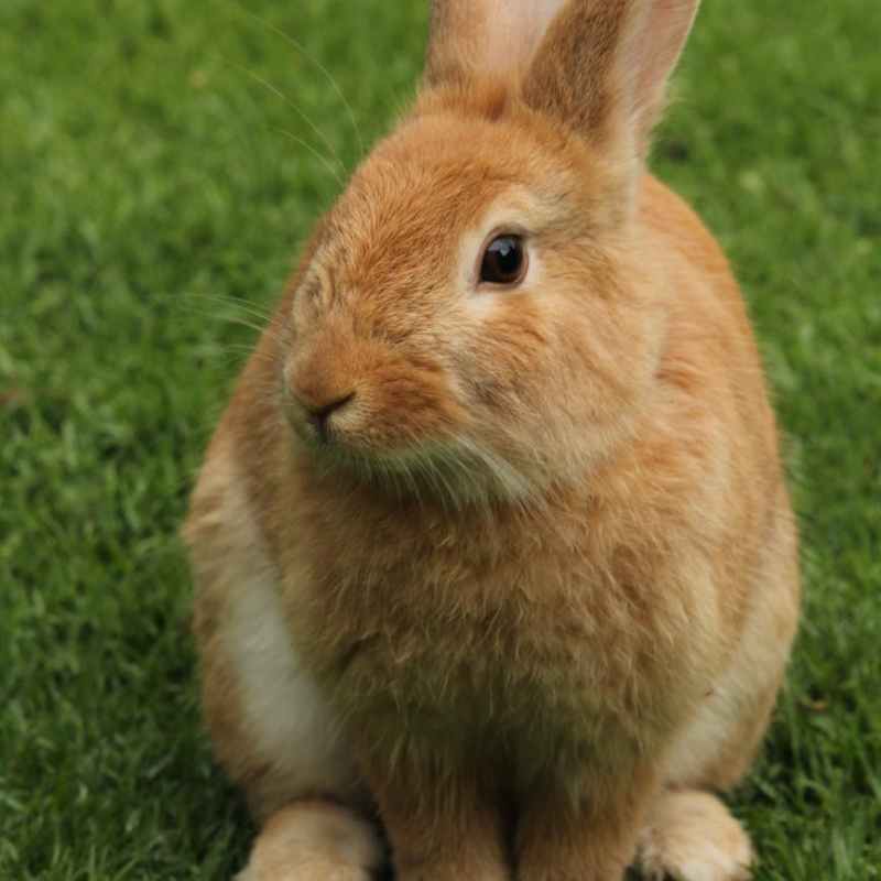 Bunnyville!